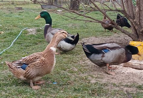 Ilustrácia domestikovanej kačky