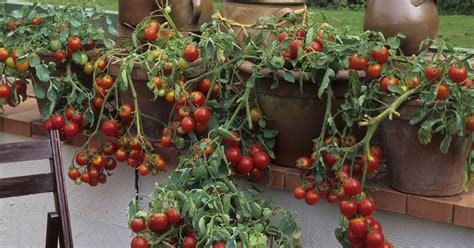 rastlina paradajky rastúca smerom nahor v závesnom vaku