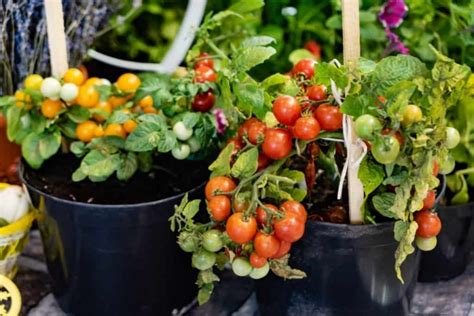 štruktúra kvetináča na pestovanie paradajok obrátene