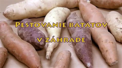 Výživové hodnoty batátov v porovnaní s klasickými zemiakmi