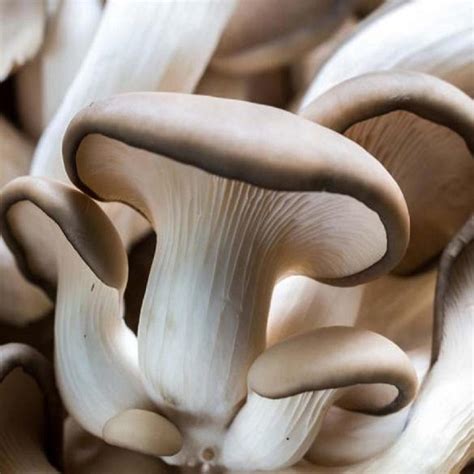 Ilustračná fotka hlivy ustricovej