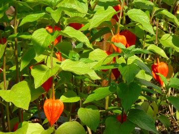 rastlina machovka peruánska