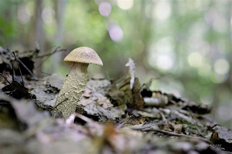 Tabuľka s rôznymi druhmi plniek do buchiet