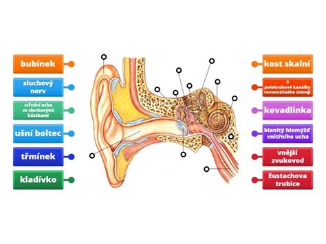 Anatomická schéma torzie semenníka