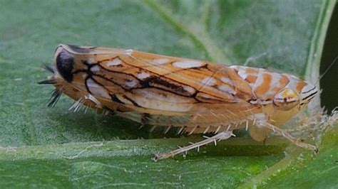 Cikádka viničová (Scaphoideus titanus)