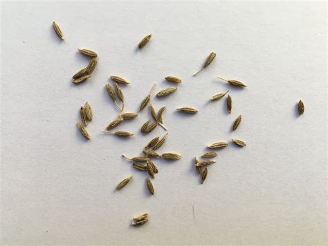 Semená rasce lúčnej