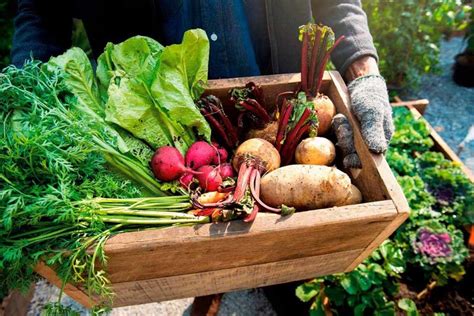 Obrázok rôznych druhov zeleniny, vrátane zemiakov a mrkvy