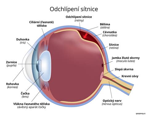 Oko s detailom sietnice