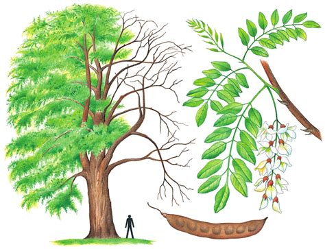 strom agát biely v kvitnúcom stave