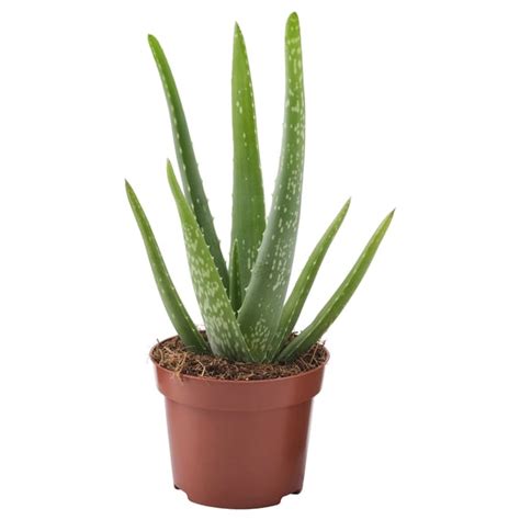 Rastlina aloe vera v kvetináči