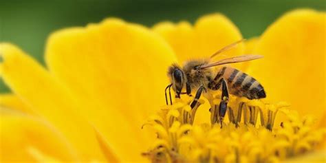 Ilustrácia človeka meditujúceho v prírode