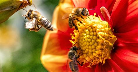 Ilustrácia včely opeľujúcej kvet