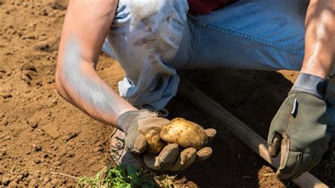 Ilustrácia správneho krájania zemiakov