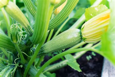 Infografika s tipmi na pestovanie cukety