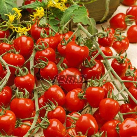 Farebné cherry paradajky v miske