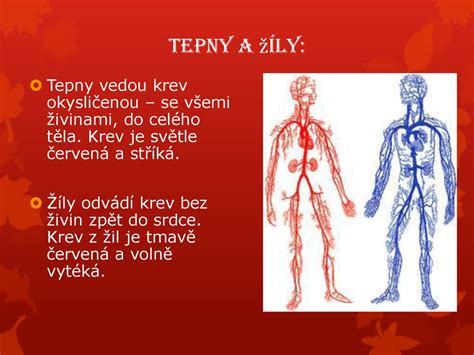 Schéma odberu krvi z žily