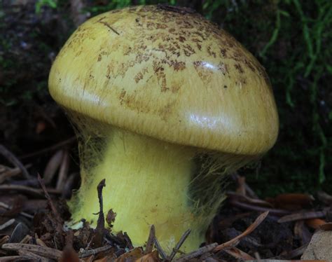 Obrázok rôznych druhov karamelových oplátok