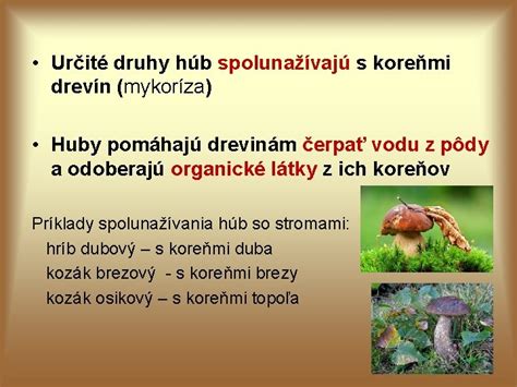 Infografika rôzne druhy húb