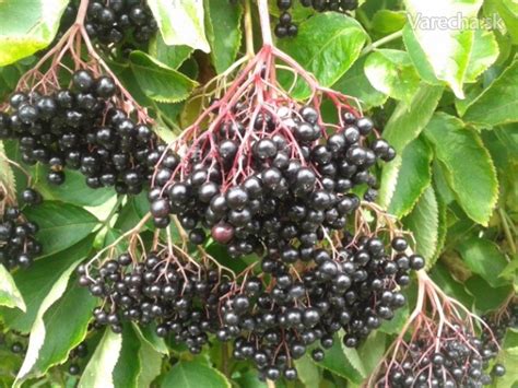 plody bazy čiernej