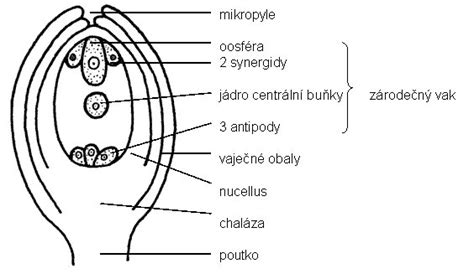 Schéma vajíčka s popísanými časťami