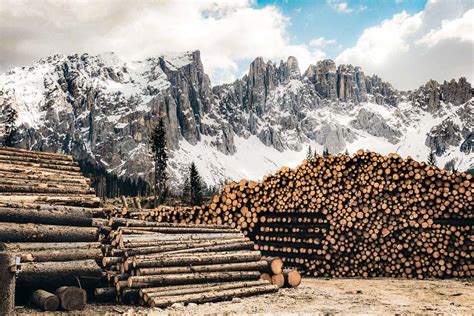 Uvarené pšeno pripravené na ďalšie spracovanie