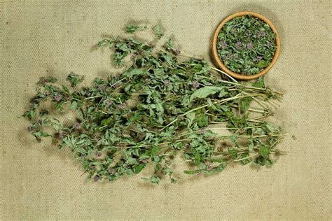 Sušiace sa listy mäty jablčnej