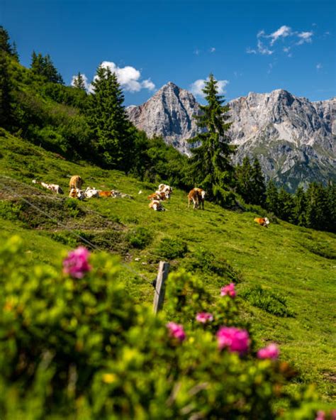 Švajčiarska krajina s alpskými pastvinami
