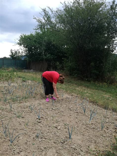 Ručné pletie buriny z porastu mrkvy