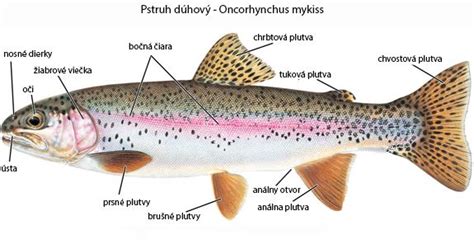Charakteristický dúhový pruh na tele pstruha dúhového