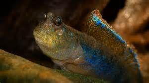 Lezec obojživelný na súši