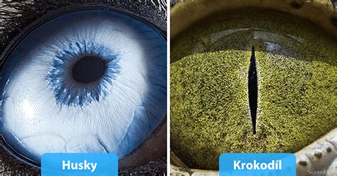 Detailné zobrazenie očí lezca obojživelného