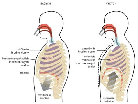 Ilustrácia mechanizmu dýchania lezca obojživelného