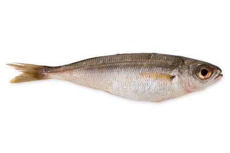 Treska tmavá