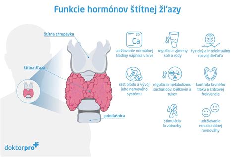 Znázornenie tvaru štítnej žľazy