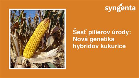Porovnanie koreňových systémov rôznych hybridov kukurice