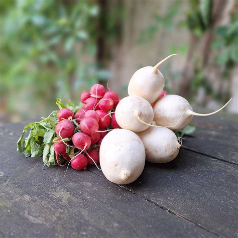 Zloženie čerstvej reďkovky a jej listov