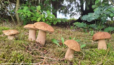 Rôzne zdobené medovníkové hríby