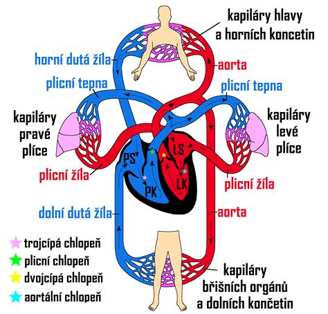 Infografika znázorňujúca vplyv lapacha na krvný obeh a hladinu cukru v krvi