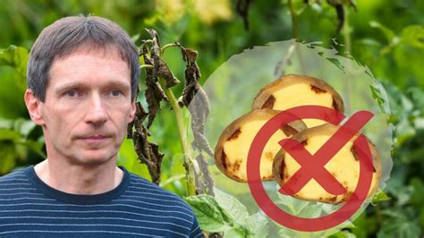 Infografika: Základné agrotechnické opatrenia proti plesni zemiakovej