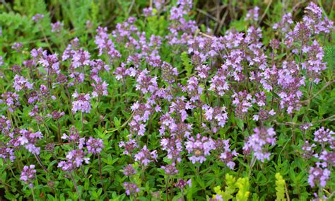 Ilustrácia materinej dúšky s listami a kvetmi