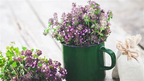 Infografika zobrazujúca rôzne účinky materinej dúšky na zdravie