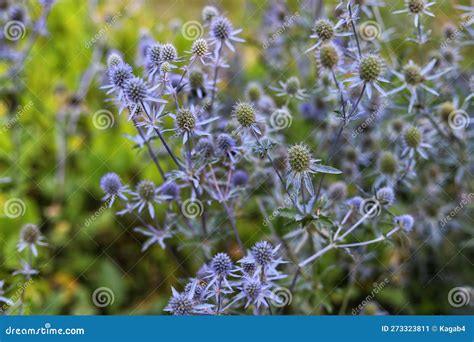 Kotúč (Eryngium) v záhrade