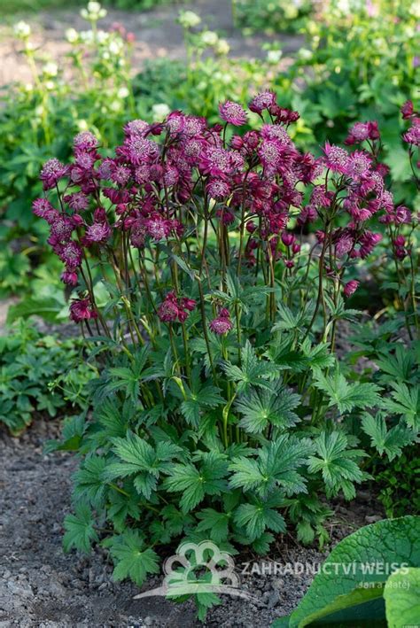 Jarmanka (Astrantia) s ružovými kvetmi