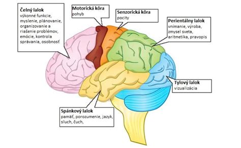 Ilustrácia feniklu a jeho častí