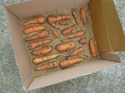 Skladovanie mrkvy v piesku