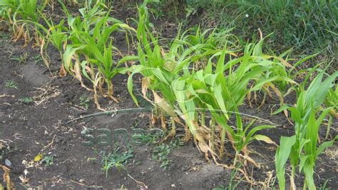 Symptómy bakteriálneho vädnutia a spály listov kukurice