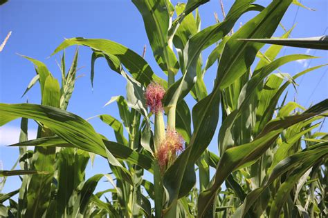 Zdravý koreňový systém kukurice v porovnaní s koreňmi napadnutými Phoma terrestris