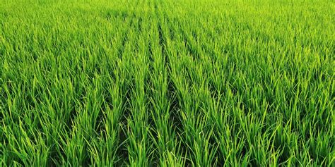 Obrázok modernej poľnohospodárskej techniky pri zbere ryže