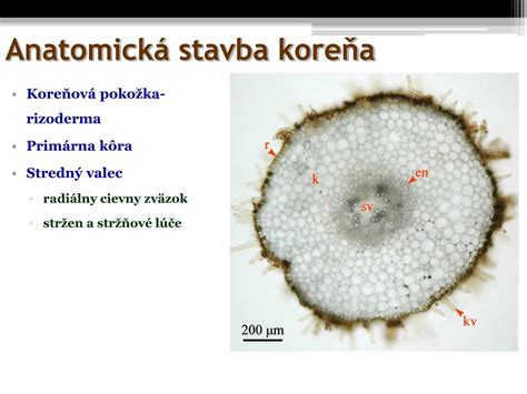Ilustrácia rozdvojeného koreňa mrkvy