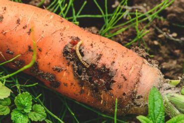 Ilustrácia vŕtavky mrkvovej a jej lariev